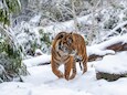 Burgers' Zoo