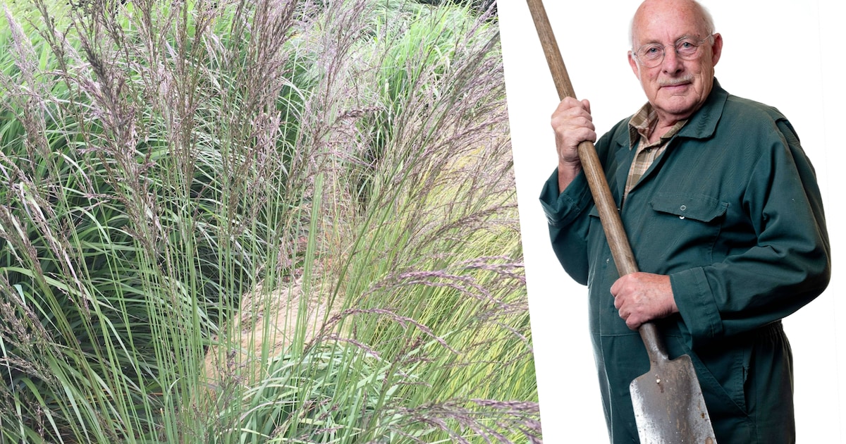 In oneven aantallen planten, waarom doen we dat eigenlijk? | Wonen | AD.nl