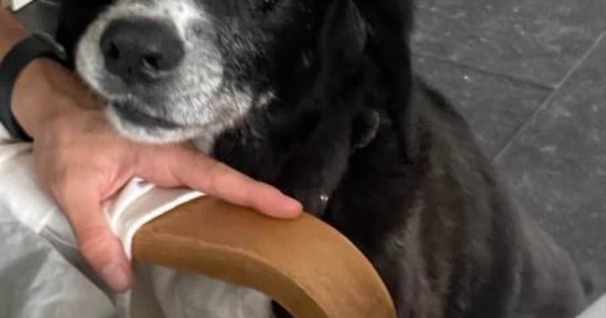 Heb jij Nera gezien? Dit huisdier wordt in Vught vermist