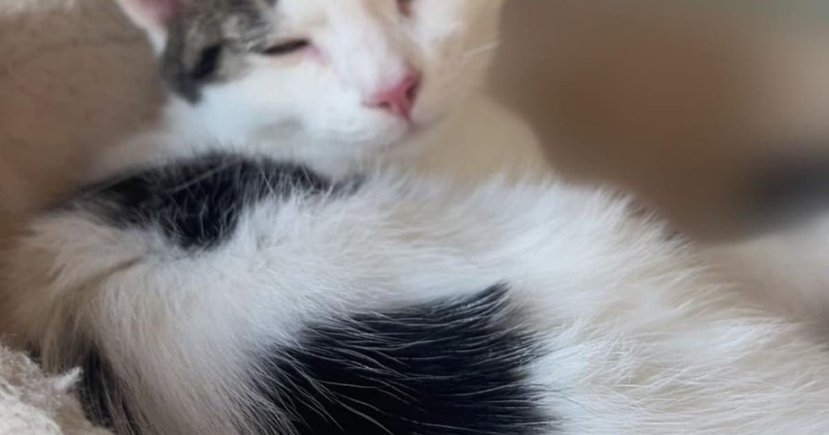 Heb jij Muis of Menis gezien? Deze twee huisdieren worden in Hollands Kroon vermist