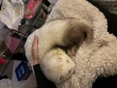 Heb jij Kyara, Mimi of Tijsje gezien? Deze 18 huisdieren worden in Nijmegen vermist