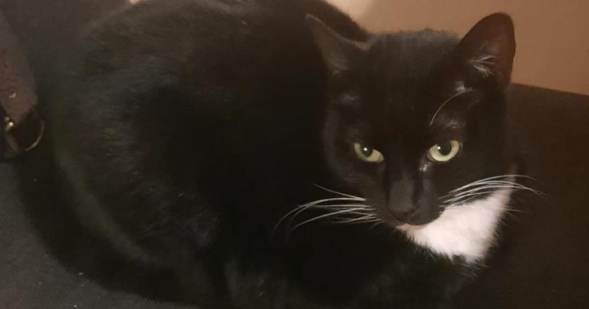 Heb jij Fox of Roos gezien? Deze twee huisdieren worden in Nieuwegein vermist