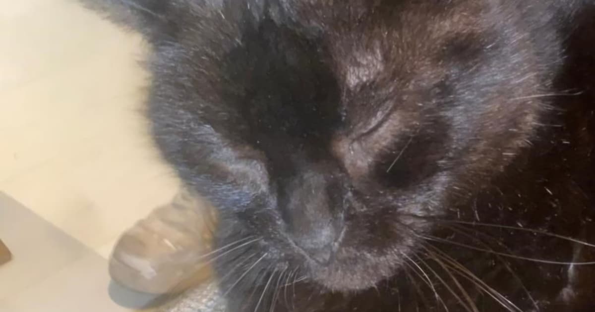 Heb jij Freddy gezien? Dit huisdier wordt in Heiloo vermist