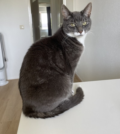 Heb jij Zaytun, Gijs of Lucy gezien? Deze vier huisdieren worden in Amersfoort vermist
