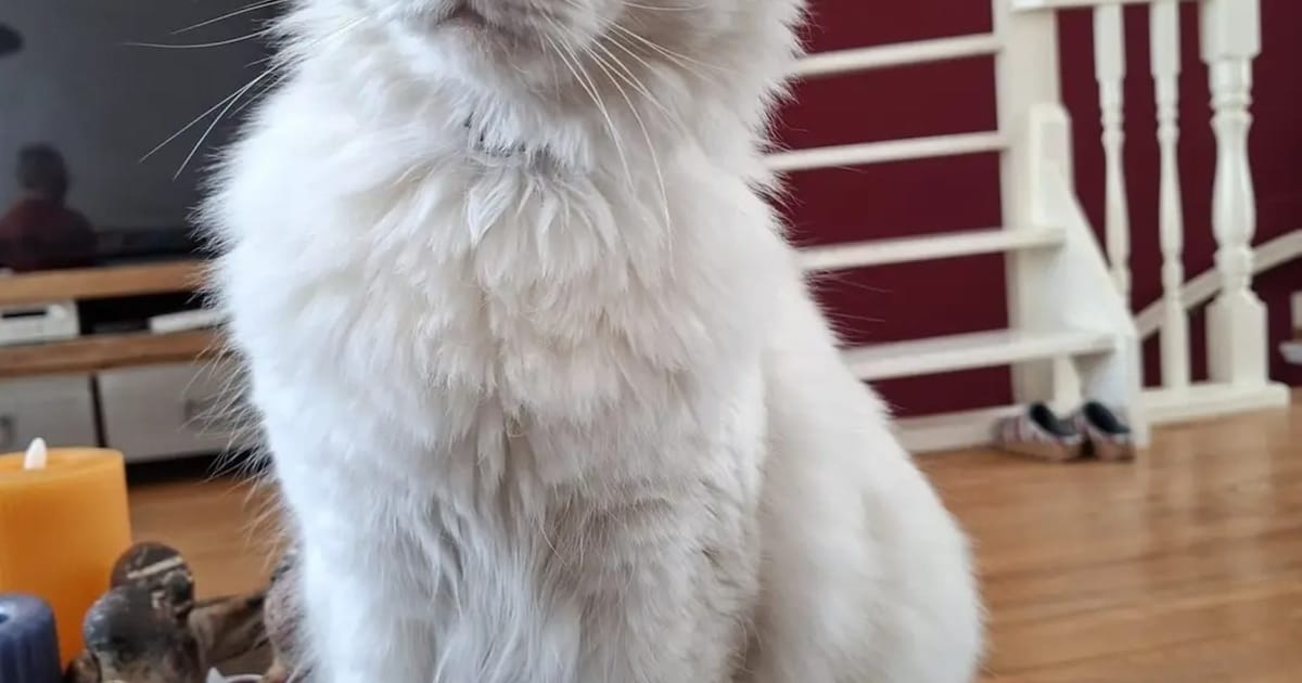 Heb jij Rico, Bibi of Mila gezien? Deze 20 huisdieren worden in Haarlem vermist