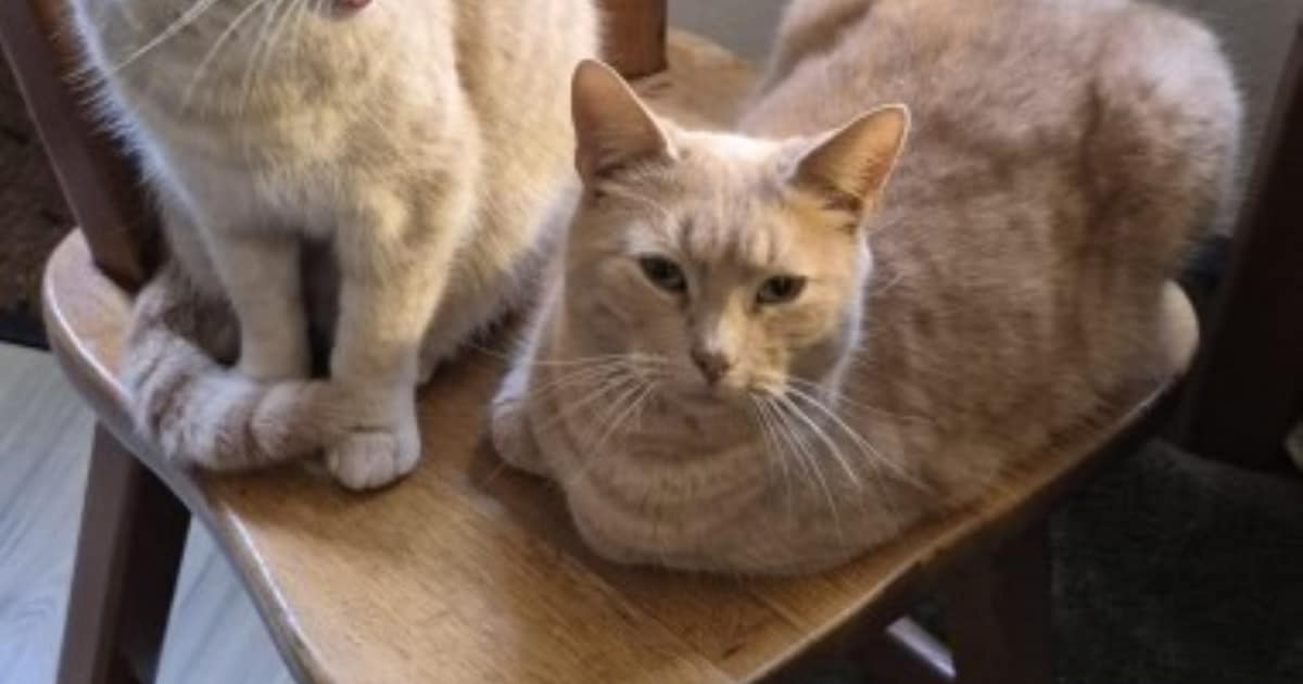 Heb jij Mac gezien? Dit huisdier wordt in Smallingerland vermist