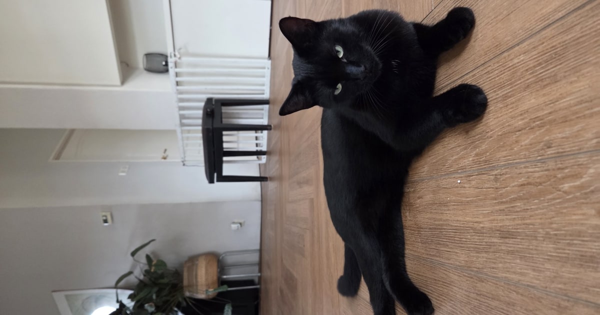 Heb jij Balloe, Bo of Moos gezien? Deze vier huisdieren worden in Veendam vermist
