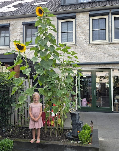 Fleurige hobby: Jan Bart wil elk jaar een hogere zonnebloem in de tuin, dit jaar is exemplaar 3,27 m