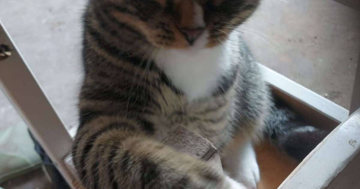 Heb jij Streepje gezien? Dit huisdier wordt in Stadskanaal vermist