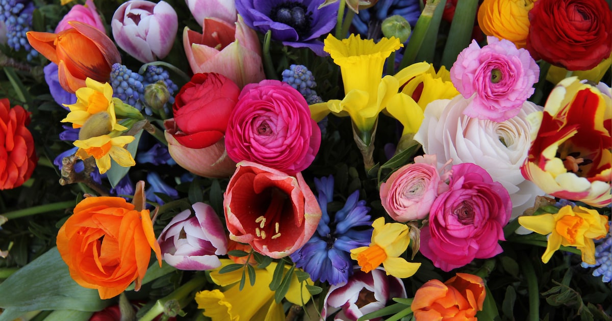 Erespeld uitgereikt aan Laura den Hartog-Baars in Lopik