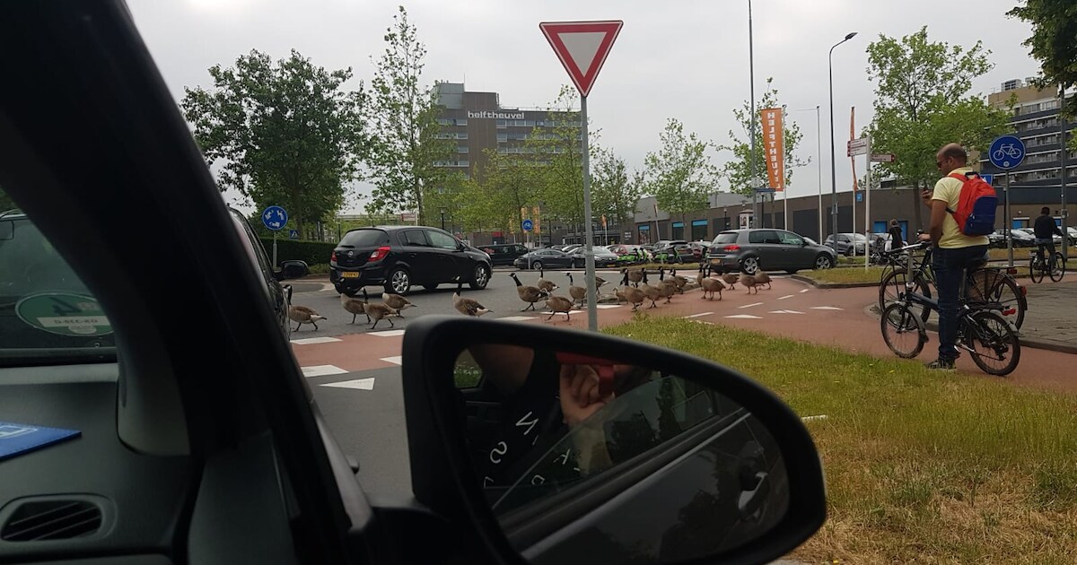 Wéér ganzenparade op rotonde in Den Bosch: ‘Het loopt uit de klauwen’