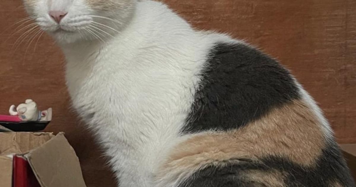 Heb jij Milu gezien? Dit huisdier wordt in Reusel-De Mierden vermist