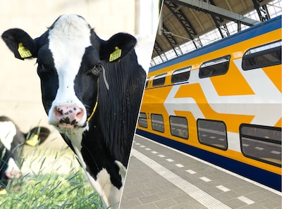 Geen treinen tussen Den Haag en Rotterdam door koe op het spoor