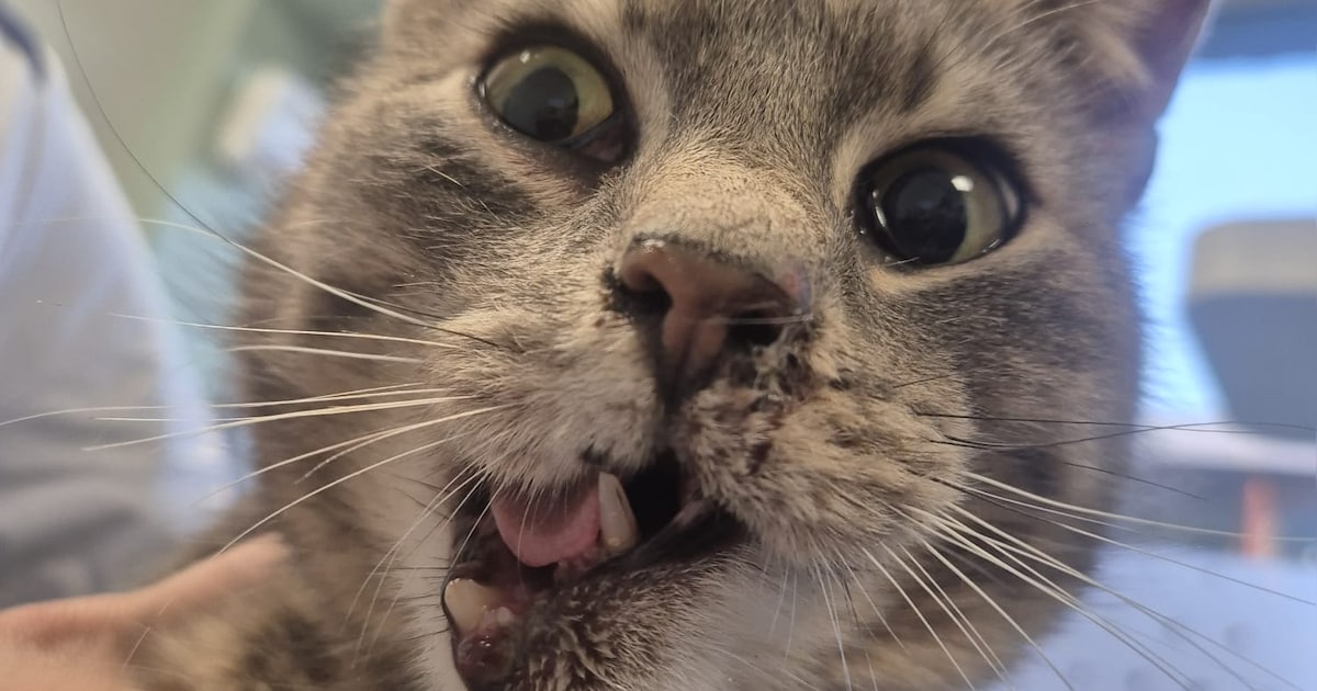 Hartverwarmende donaties kunnen kat Ollie niet redden, dier ingeslapen: ‘Kaakbreuk te gecompliceerd’