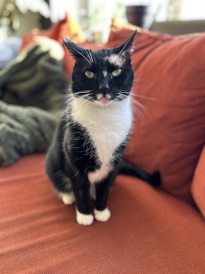 Heb jij Lola, Mana of Ayla gezien? Deze vier huisdieren worden in Nijmegen vermist