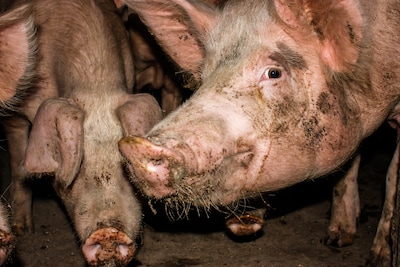 Rechter grijpt in bij boerenbedrijf Langeveen: vermagerde en kreupele dieren