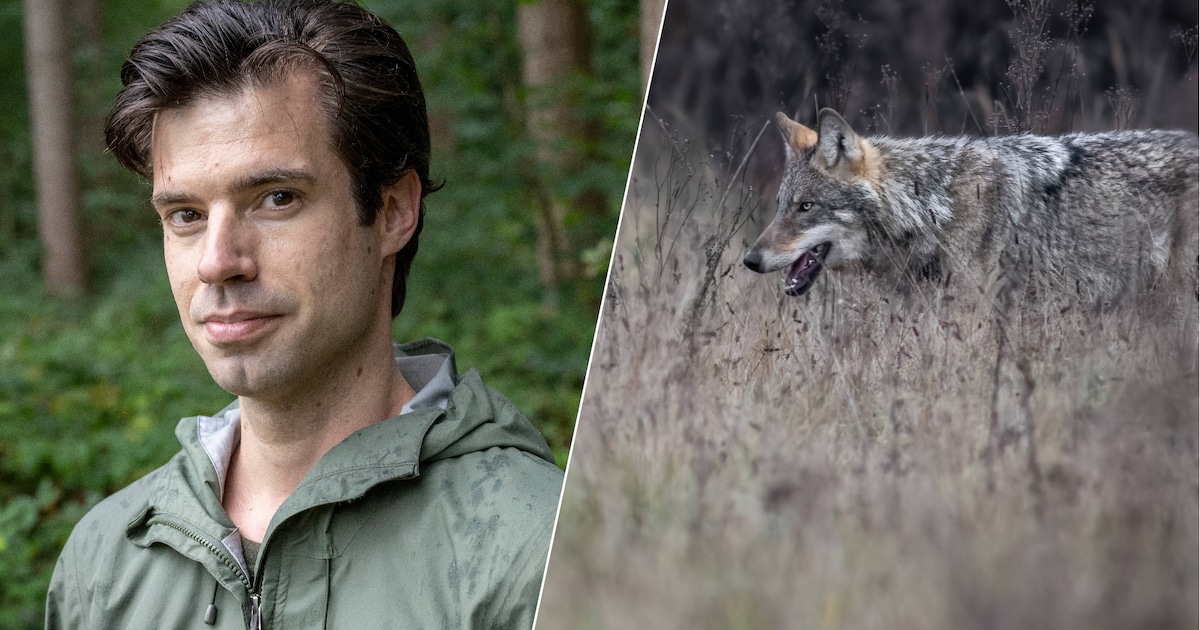 Expert Glenn Lelieveld spreekt over de terugkeer van de wolf: hoe moeten we omgaan met dit dier?