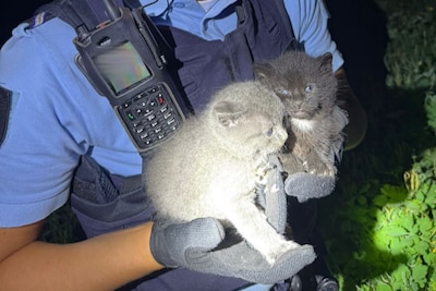 Paw Patrol: achtergelaten kittens vinden bijzonder nieuw baasje