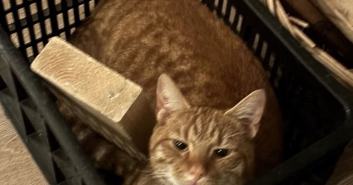 Heb jij Pino gezien? Dit huisdier wordt in Deventer vermist