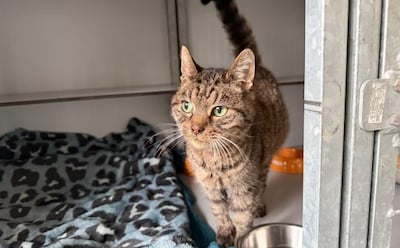 Vermiste kat uit Zeewolde na zeven jaar gevonden in Almelo: ‘Het besef duurde echt even’