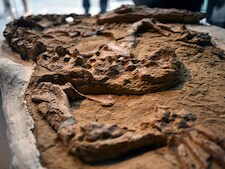 Fossiel van 10 miljoen jaar oude zeekrokodil in Peru ontdekt