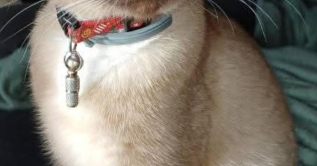 Heb jij Mila gezien? Dit huisdier wordt in Gulpen-Wittem vermist