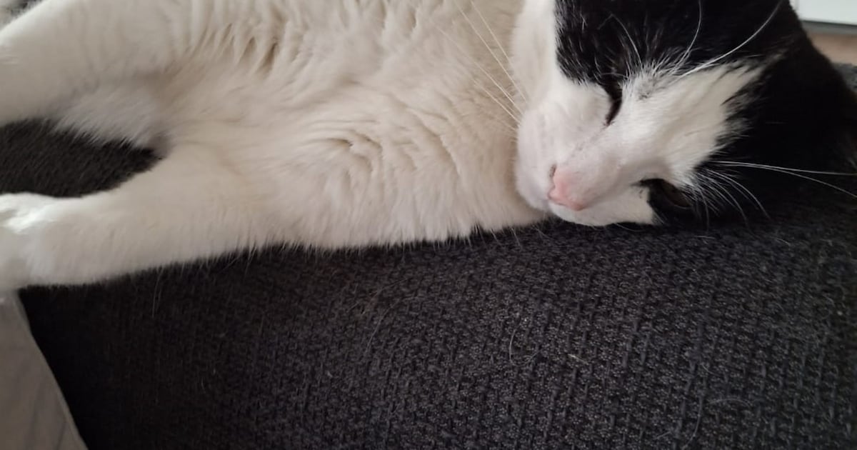 Heb jij Fitz gezien? Dit huisdier wordt in Deurne vermist