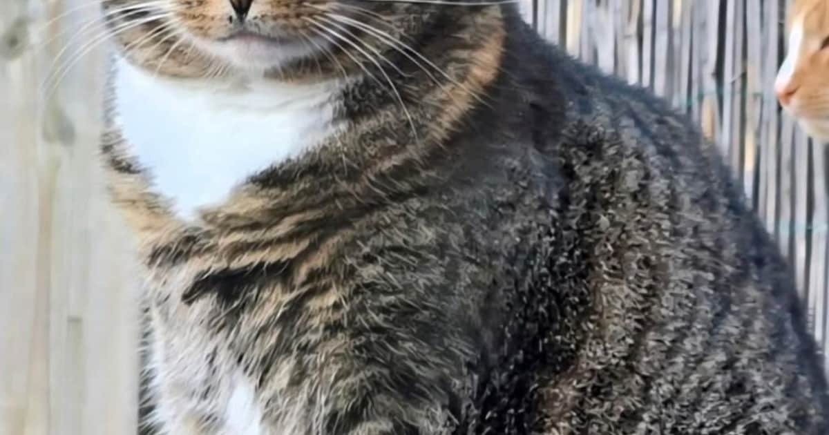 Heb jij Nala gezien? Dit huisdier wordt in Katwijk vermist