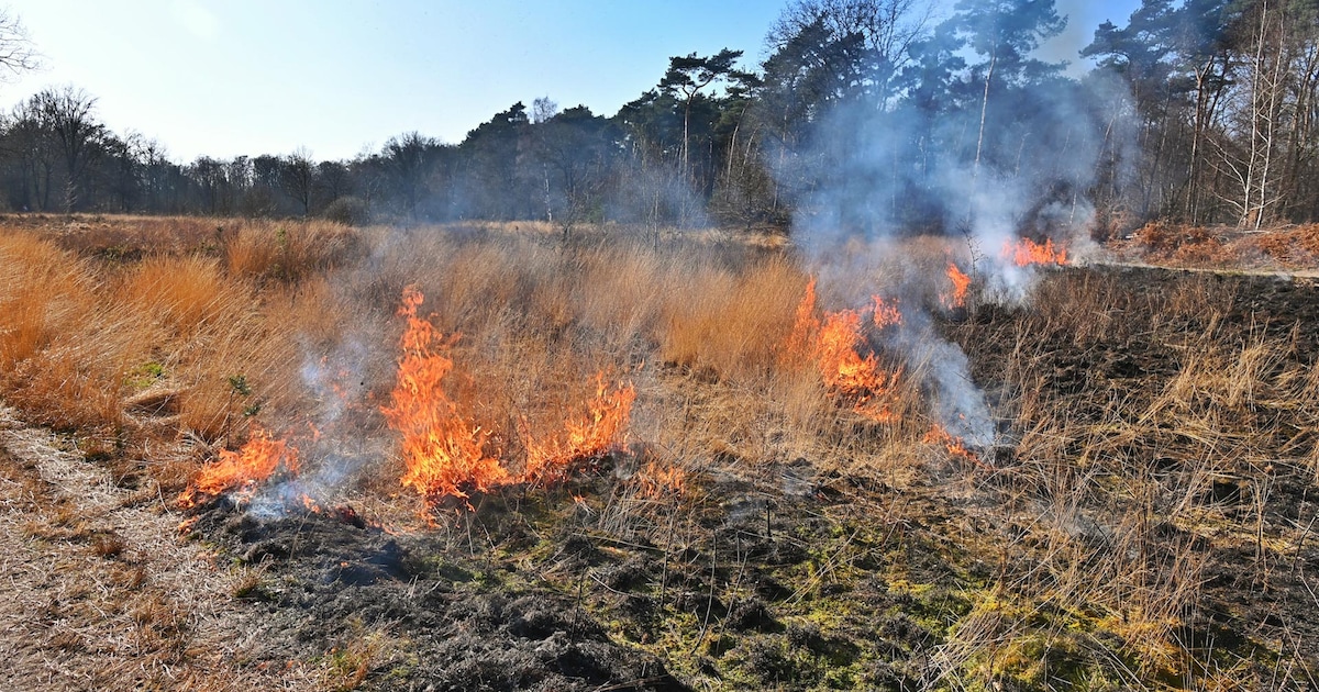 Risico op natuurbrand verhoogd in Noord- en Midden-Limburg