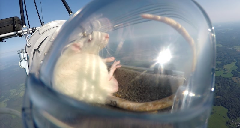 De rat die de ruimte werd ingeschoten