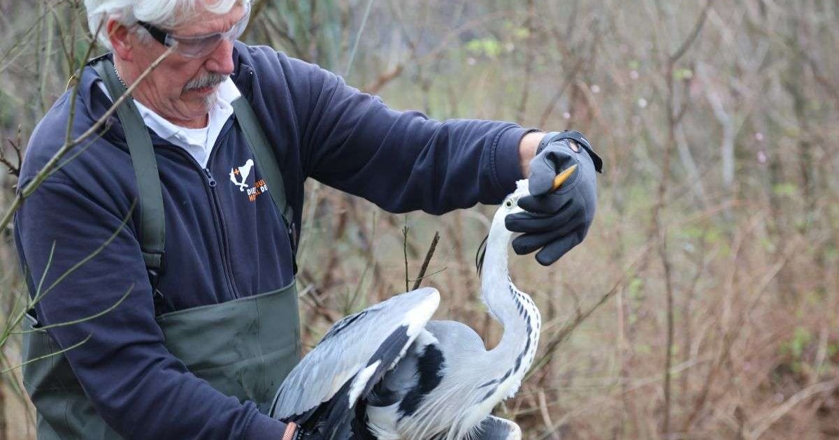 Druk jaar voor de Dierenambulance Den Haag: ‘Verwachten komend jaar veel meldingen’