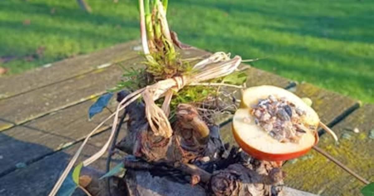 Vetbollen maken voor kinderen bij Boerderij de Buytenhof in Rhoon