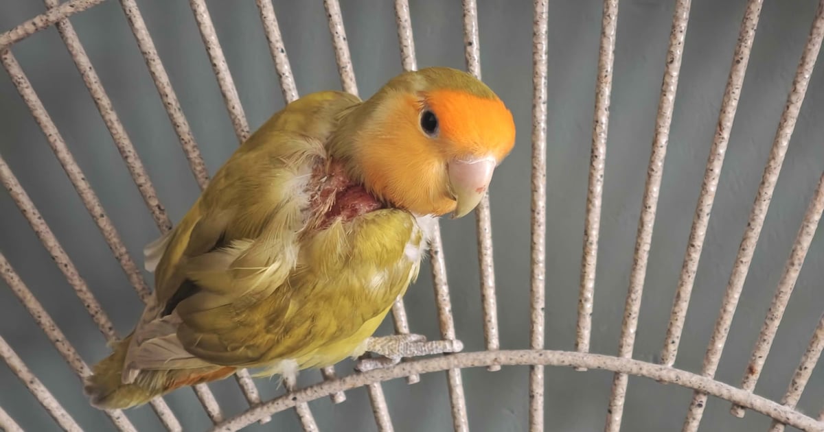 Heb jij Kiwi gezien? Dit huisdier wordt in Heerlen vermist