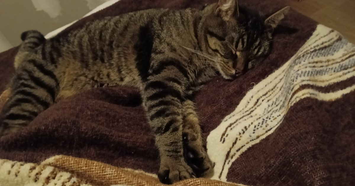 Heb jij Cookie gezien? Dit huisdier wordt in Hillegom vermist