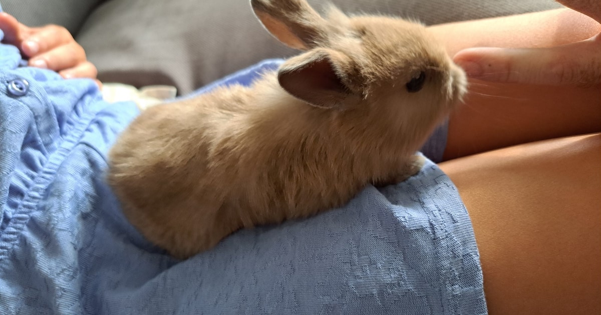 Heb jij Puck gezien? Dit huisdier wordt in Tholen vermist
