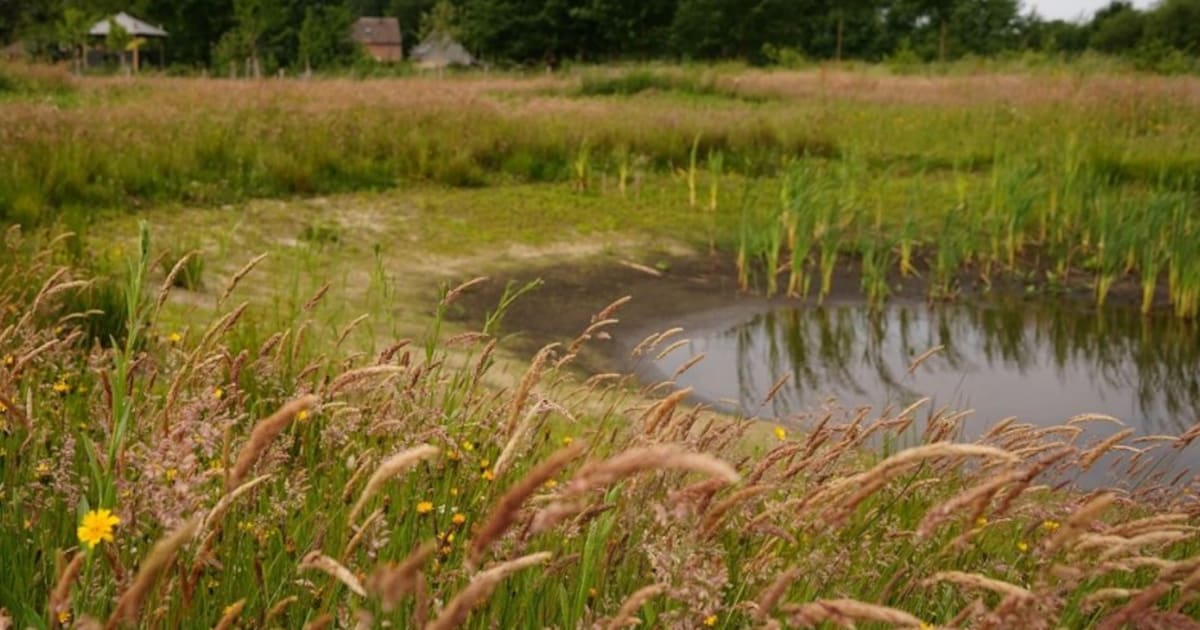 Etten-Leur opent subsidiepot voor boeren en grondeigenaren die natuur willen aanleggen