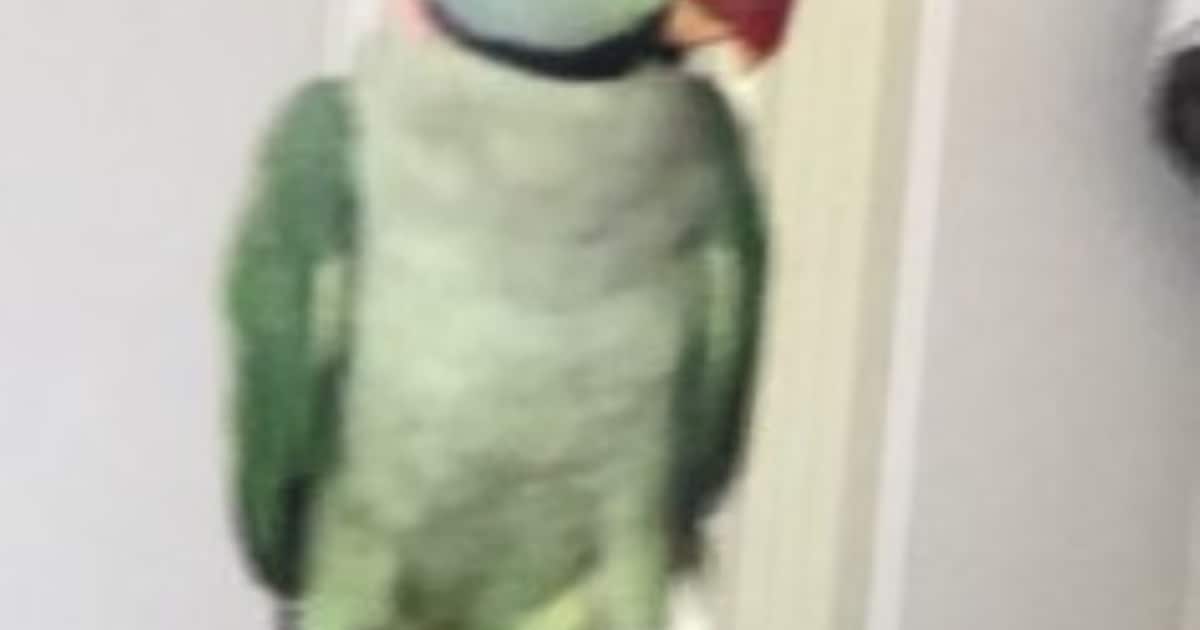 Heb jij Puca gezien? Dit huisdier wordt in Nieuwkoop vermist