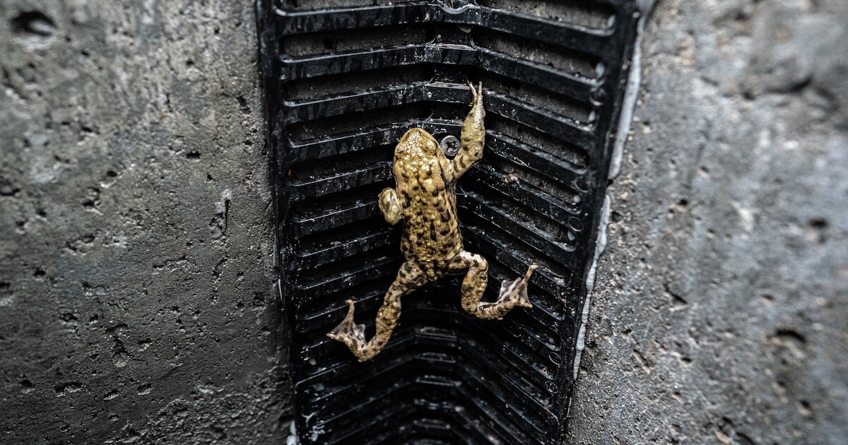 Riooltrapjes redden amfibieën in Weert