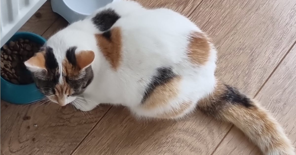 Heb jij Puk, Bliksem of Duif gezien? Deze drie huisdieren worden in Lopik vermist