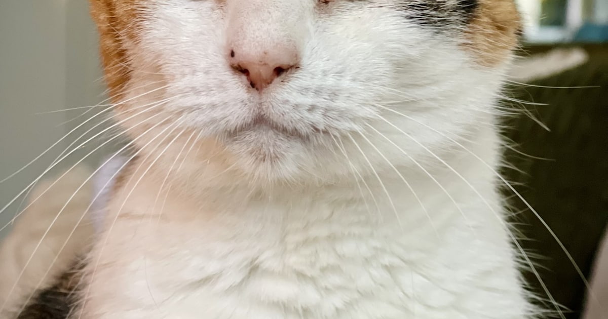 Heb jij Poesie of Noor gezien? Deze twee huisdieren worden in Hoogeveen vermist