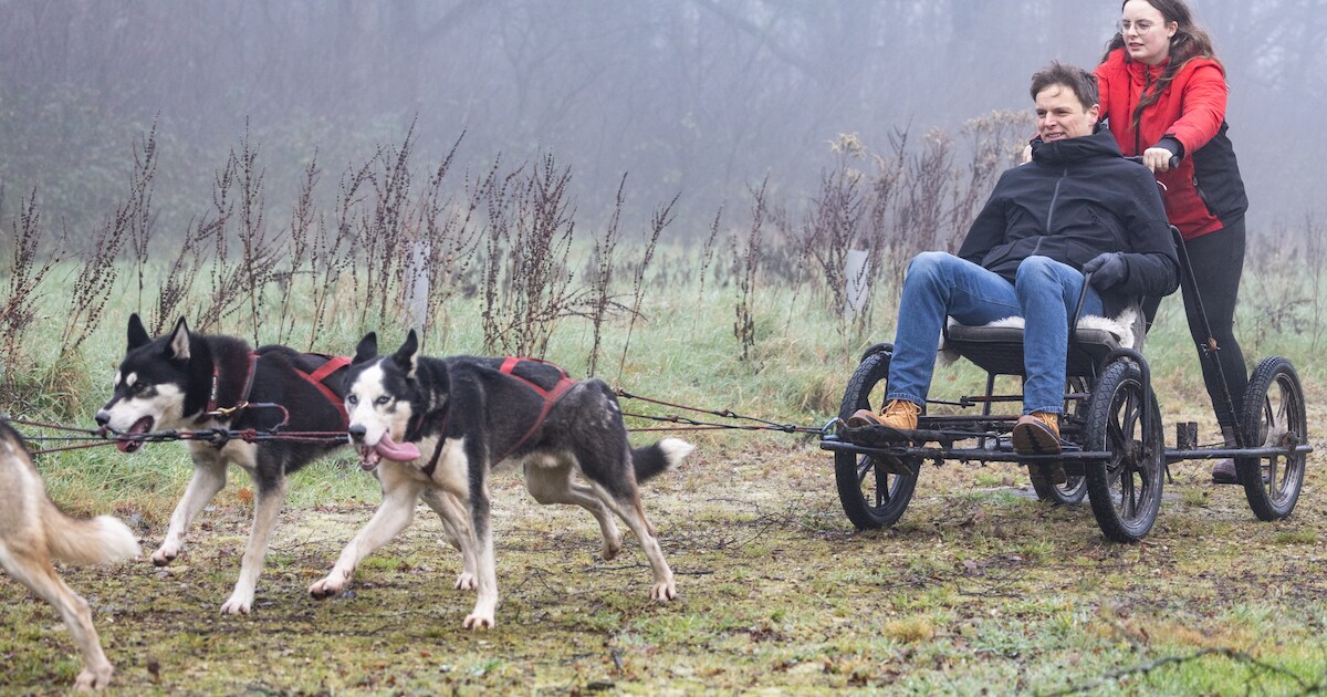 Rijden met huskyhonden, in Radewijk kan het nog: ‘Smoorverliefd kun je worden’