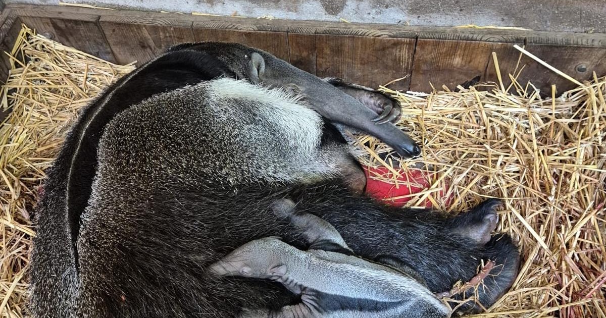 Reuzenmiereneter geboren in GaiaZOO in Kerkrade