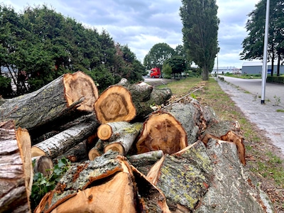 Niet ziek of instabiel: bomenkap op groen bedrijventerrein blijkt ‘menselijke fout’