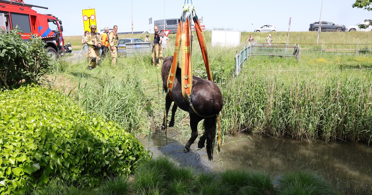Pony met kraan uit sloot getakeld in 's-Gravenzande