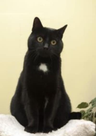 Heb jij Misty of Luna gezien? Deze twee huisdieren worden in Waalwijk vermist