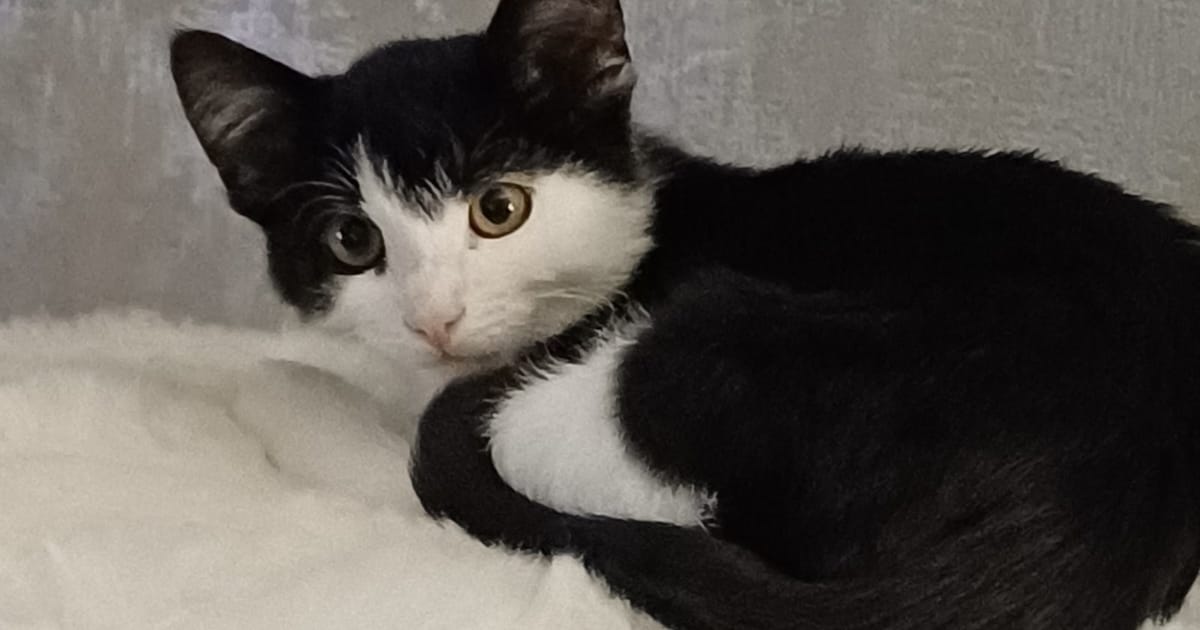 Heb jij James of Eggy gezien? Deze twee huisdieren worden in Westerwolde vermist