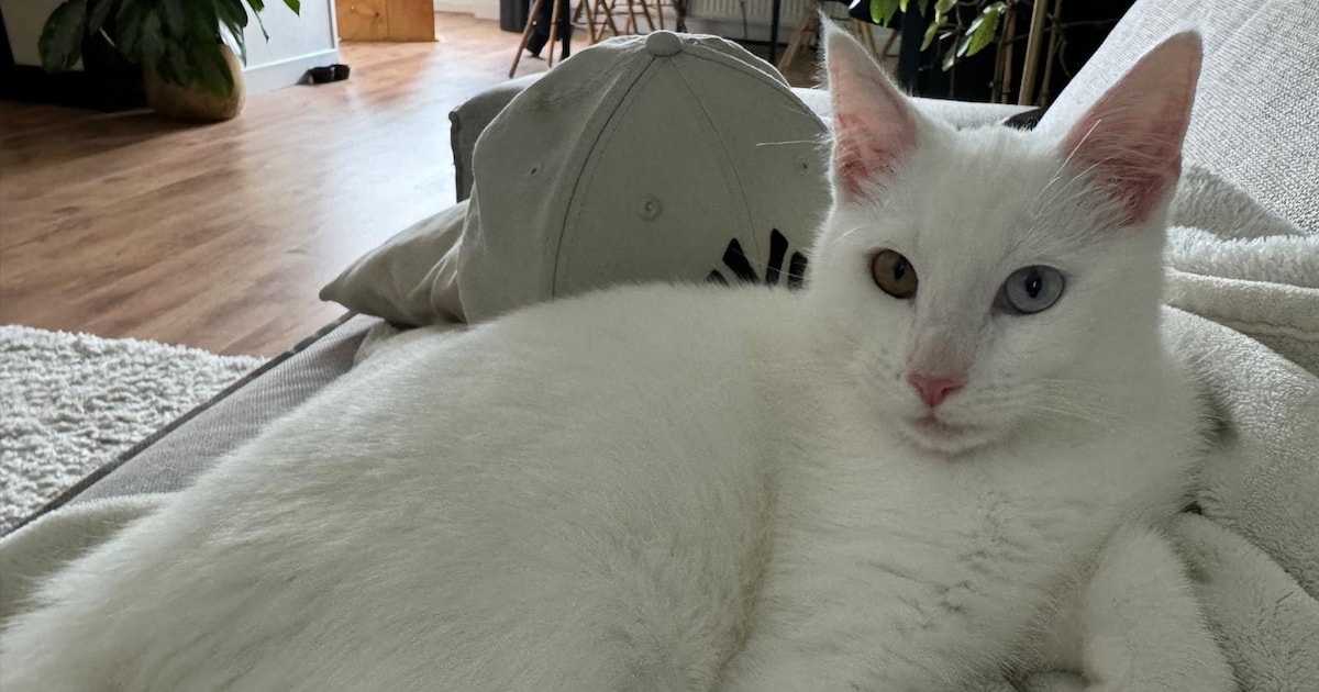 Heb jij Leo gezien? Dit huisdier wordt in Baarn vermist