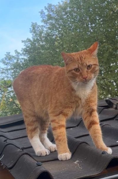 Heb jij Paco, Flip of Sandie gezien? Deze 24 huisdieren worden in Utrecht vermist