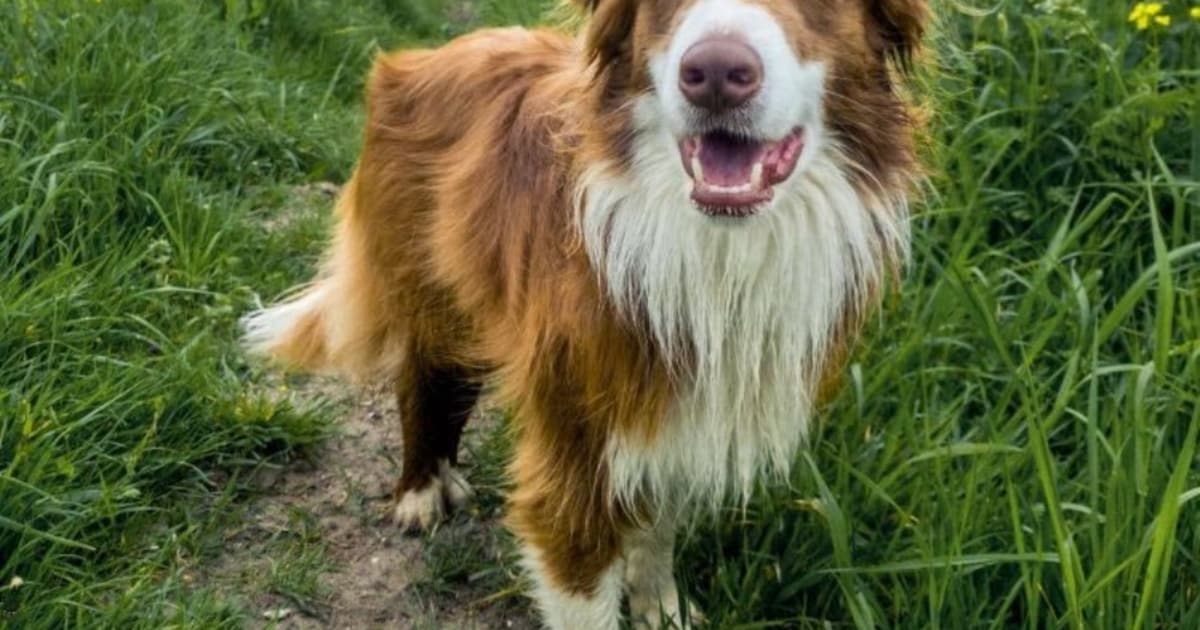 Vermiste hond Daisy dood in water aangetroffen: waarschijnlijk door ijs heen gezakt