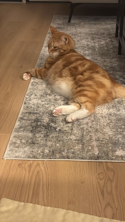 Heb jij Lulu, Misto of Gigi gezien? Deze vier huisdieren worden in Arnhem vermist